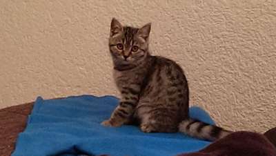 Hundegeschwister der anderen Art-Beitrag-Bild