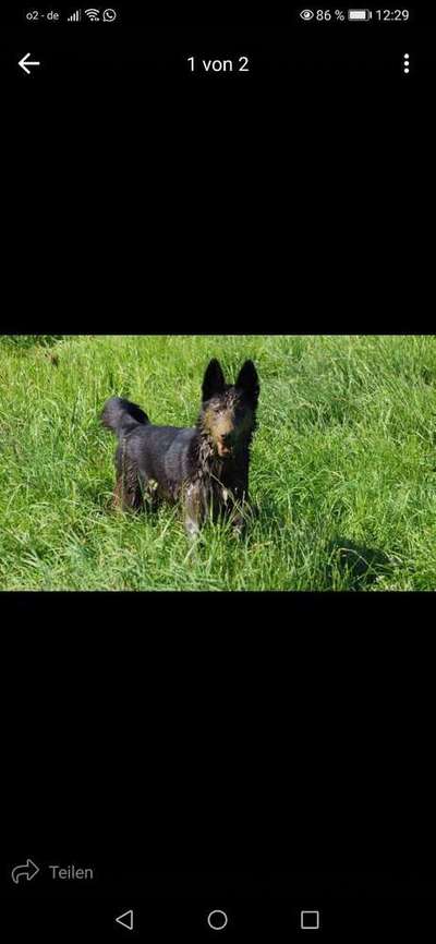 Dein Hund im Dogorama-Kalender 2021-Beitrag-Bild