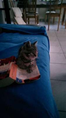 Hundegeschwister der anderen Art-Beitrag-Bild