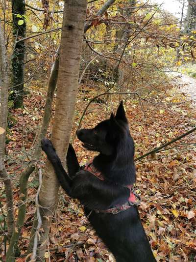 Foto's und Hundemodels-Beitrag-Bild