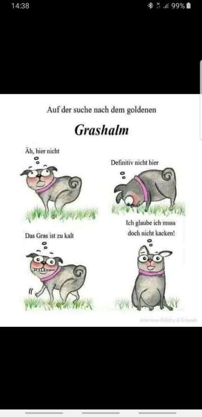 Hunde sprüche-Beitrag-Bild