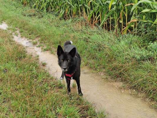 Wo seid ihr gerade mit euren Hunden?-Beitrag-Bild
