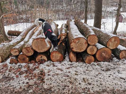 Challenge Nr. 16         Dynamik - Dein Hund in Bewegung-Beitrag-Bild