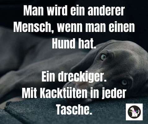 Hunde sprüche-Beitrag-Bild