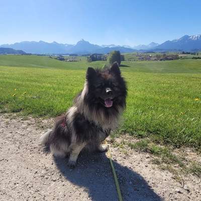 Hundetreffen-Social Walk-Bild