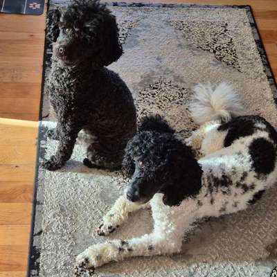 Hundetreffen-Gassie gehen und Playdates-Bild