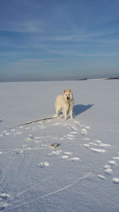Die Dogorama Kalender Challenge Teil 2/4-Beitrag-Bild