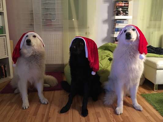 Hunde Memes-Beitrag-Bild