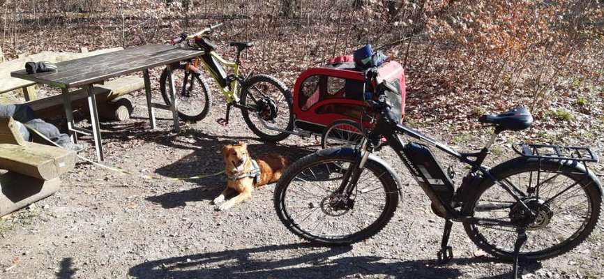 Radfahren mit Hund-Beitrag-Bild