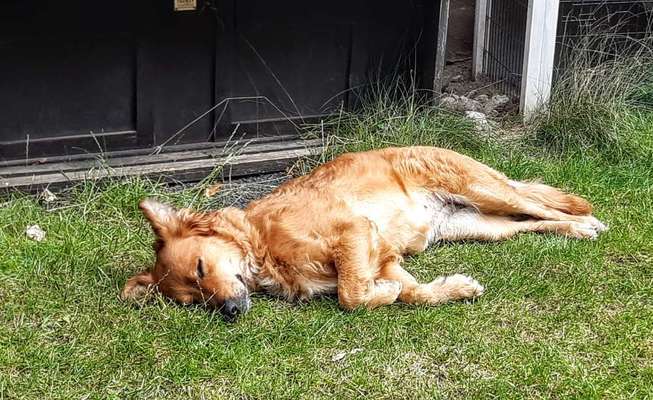 Unsere Fellnasen-Vielfalt im Überblick!-Beitrag-Bild