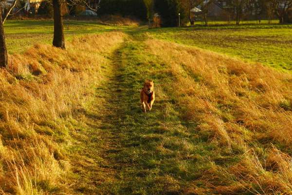 Harzer Fuchs-Beitrag-Bild