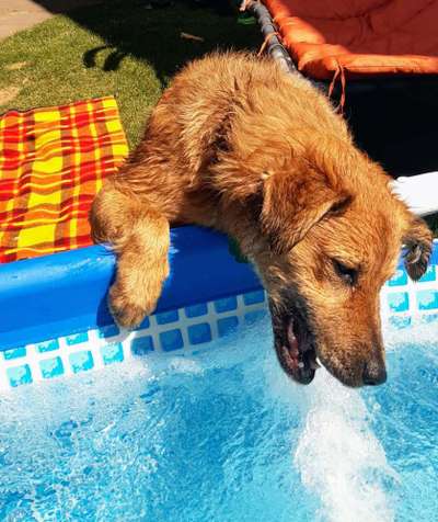 Dogorama Photo Challenge - Sommer Feeling-Beitrag-Bild