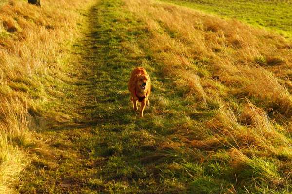 Harzer Fuchs-Beitrag-Bild