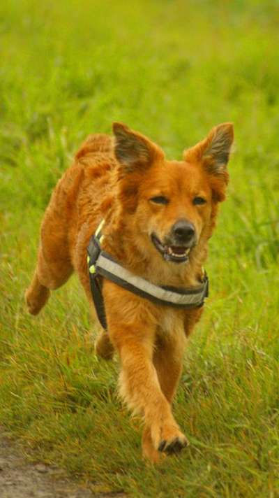 Harzer Fuchs-Beitrag-Bild