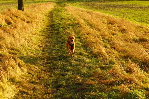 Harzer Fuchs-Beitrag-Bild