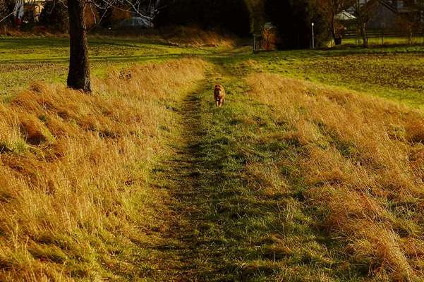 Harzer Fuchs-Beitrag-Bild