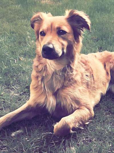 Dogorama Photo Challenge - TV Hund-Beitrag-Bild