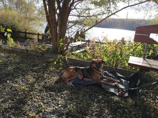 Hundetreffen-Gassirunde Mittags in Bürstadt-Bild