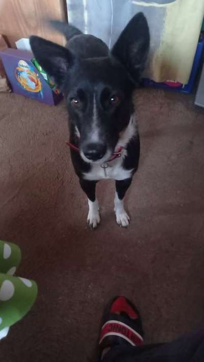 Auslandstierschutz-Beitrag-Bild