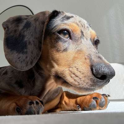 Hundetreffen-Welpentreff-Bild