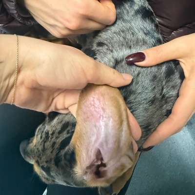 Giftköder-Allergische Reaktion auf Pflanze-Bild