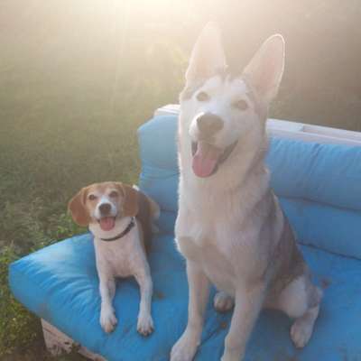 Hundetreffen-Hundespielrunde-Profilbild