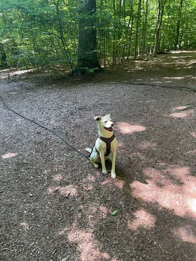 Hundetreffen-Spaziergang-Bild