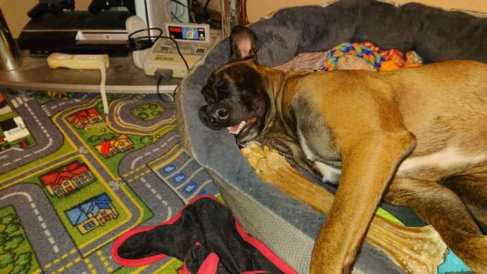 Lustigsten Grimassen von euren Hunden-Beitrag-Bild