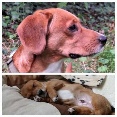 Welpen Bilder !-Beitrag-Bild