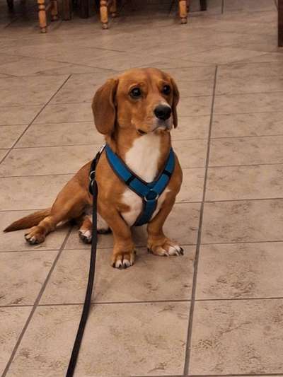 Gehören Hunde ins Restaurant?-Beitrag-Bild