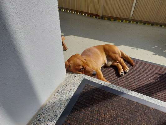 Fotosammlung: ,,Der natürliche Hund" Unbearbeitet, ungestellt und in Natura-Beitrag-Bild