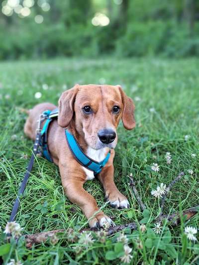 Hunde Porträt (Portrait) Galerie....-Beitrag-Bild