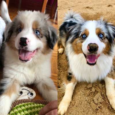 Welpenfotos-Beitrag-Bild