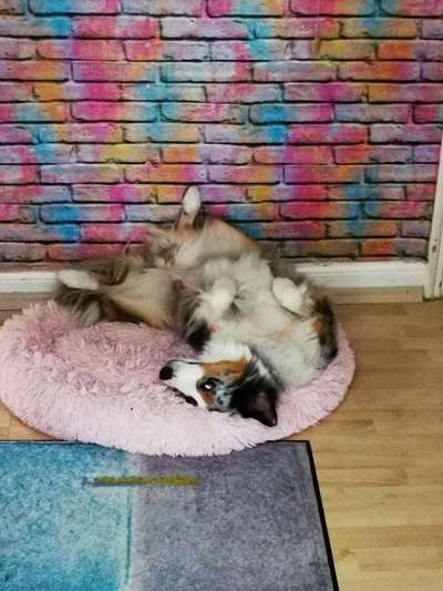 Die Dogorama Wochen Challenge-Beitrag-Bild