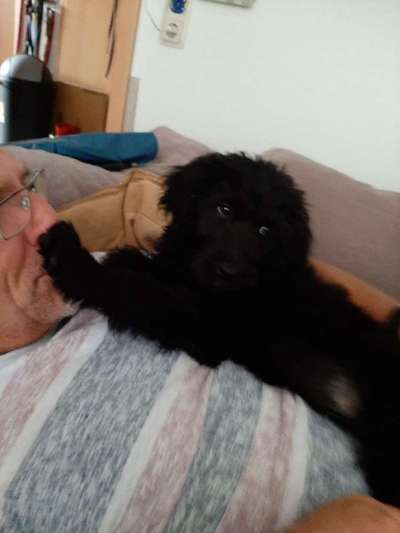 Welpen Bilder !-Beitrag-Bild