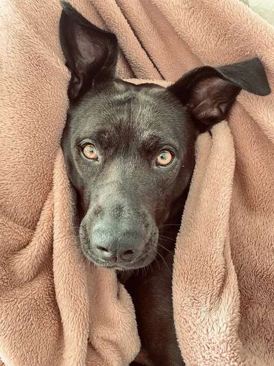 Hundetreffen-Gemeinsam „Stadt“ üben- Ruhe im Trubel-Bild