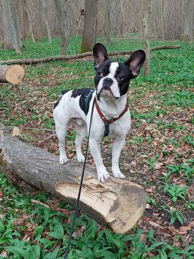 Französische Bulldoggen-Beitrag-Bild