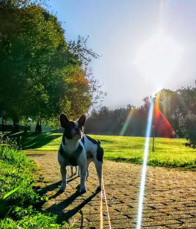 Hundetreffen-Junghunde treffen-Bild