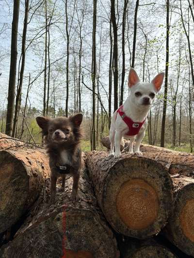 Hundetreffen-Social Walk-Bild