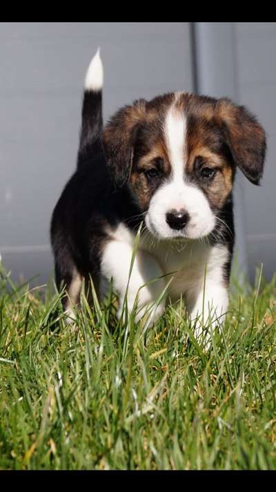 Vom Welpen zum Hund-Beitrag-Bild