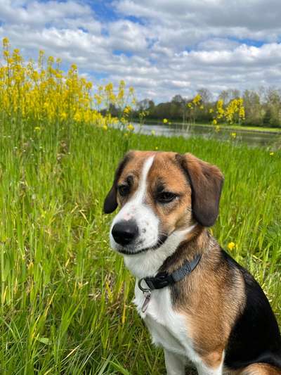 Vom Welpen zum Hund-Beitrag-Bild