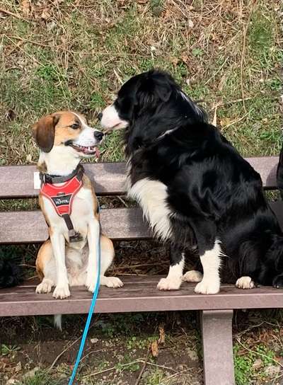 Handy Foto Challange Nr. 46  Happy Dog-Beitrag-Bild