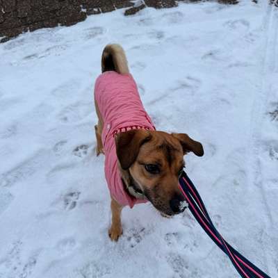 Hundetreffen-Spielrunde mit Nala-Bild