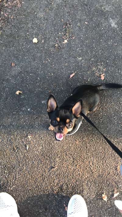 Hundegruppe (dalheim)-Beitrag-Bild