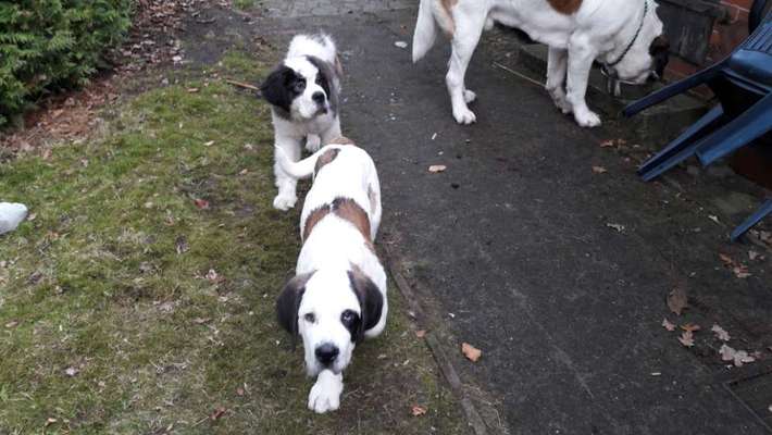 Welpen Bilder !-Beitrag-Bild