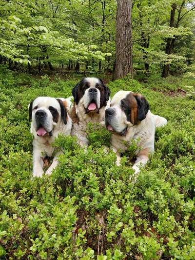 Die Dogorama Monats Challenge "Es grünt und blüht"-Beitrag-Bild