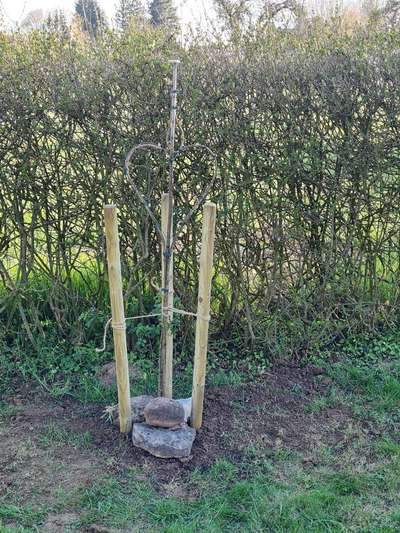 Löffelliste - Vermenschlichung?-Beitrag-Bild