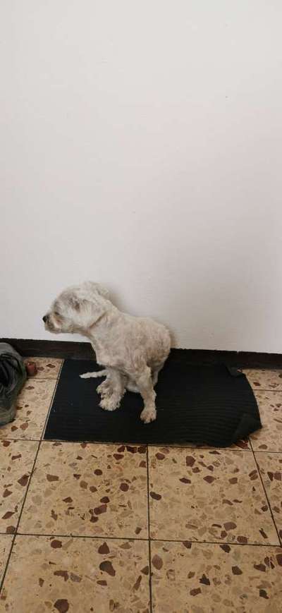 Hund verhält sich auffällig - Nebenwirkungen der Tollwutimpfung?-Beitrag-Bild