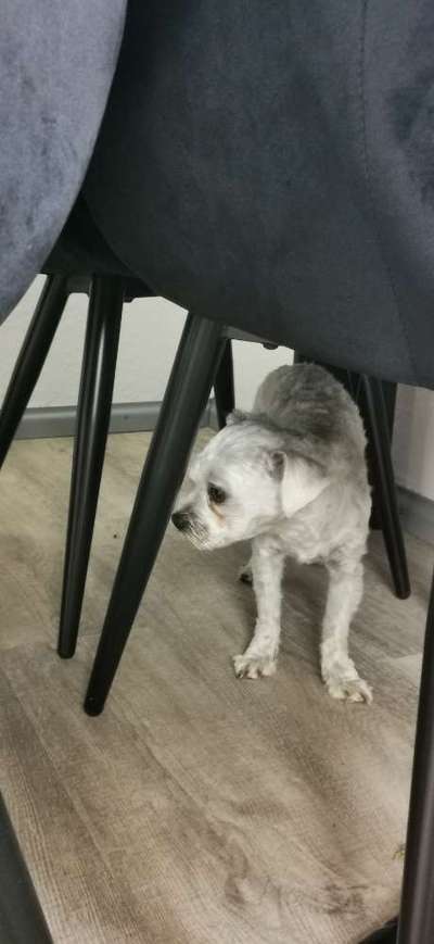 Hund verhält sich auffällig - Nebenwirkungen der Tollwutimpfung?-Beitrag-Bild