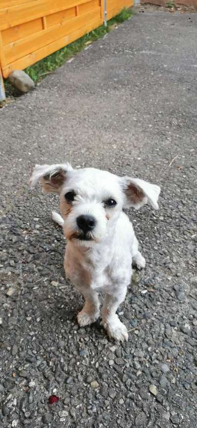 Hund verhält sich auffällig - Nebenwirkungen der Tollwutimpfung?-Beitrag-Bild